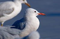 Slender-billed Gull  (Larus genei) - Goéland railleur 10685