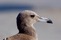 Sooty Gull (Larus hemprichii) - Goéland d'Hemprich (10688)