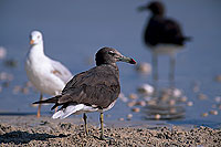 Sooty Gull (Larus hemprichii) - Goéland d'Hemprich (11030)