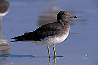 Sooty Gull (Larus hemprichii) - Goéland d'Hemprich