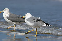 Yellow-legged Gull  (Larus cachinnans) - Goéland leucophée 10696