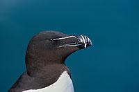 Razorbill (Alca torda) - Pingouin torda - 17475