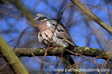 Collared Dove (Streptopelia decaocto) - Tourterelle turque - 21210