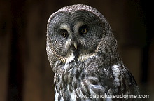Great grey Owl (Strix nebulosa) - Chouette lapone - 21223