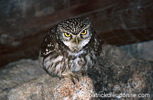 Little Owl (Athene noctua) - Chouette cheveche - 21228