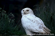 Snowy Owl (Nyctea scandiaca) - Harfang des neiges - 21244