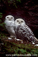 Snowy Owl (Nyctea scandiaca) - Harfang des neiges - 21247
