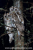Tawny Owl (Strix aluco) - Chouette hulotte - 21250