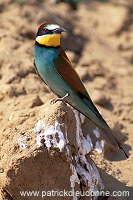 European Bee-eater (Merops apiaster) - Guepier d'Europe - 21269