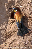 European Bee-eater (Merops apiaster) - Guepier d'Europe - 21274