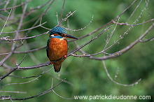 Kingfisher (Alcedo atthis) - Martin-pecheur d'Europe - 21285