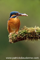 Kingfisher (Alcedo atthis) - Martin-pecheur d'Europe - 21287