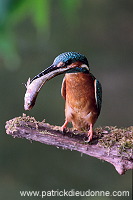 Kingfisher (Alcedo atthis) - Martin-pecheur d'Europe - 21289