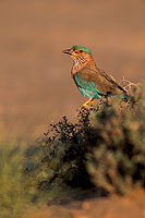 Indian Roller (Coracias benghalensis) - Rollier indien 11125