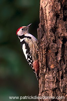 Middle Spotted Woodpecker (Dendrocopos medius) - Pic mar - 21330
