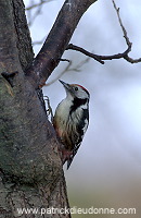 Middle Spotted Woodpecker (Dendrocopos medius) - Pic mar - 21331