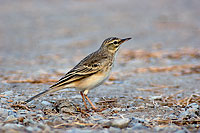 Tawny Pipit (Anthus campestris) - Pipit rousseline  10761