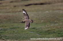Great Skua, flight (Stercorarius skua) - Grand labbe, vol 11732