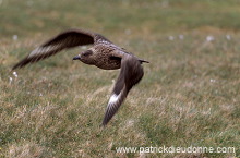 Great Skua, flight (Stercorarius skua) - Grand labbe, vol 11733