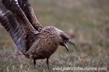 Great Skua (Stercorarius skua) - Grand labbe 11712 Great Skua (Stercorarius skua) - Grand labbe 11712