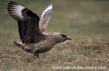 Great Skua (Stercorarius skua) - Grand labbe 11718