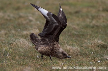 Great Skua (Stercorarius skua) - Grand labbe 11719