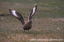 Great Skua (Stercorarius skua) - Grand labbe 11723