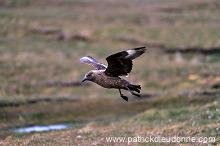 Great Skua, flight (Stercorarius skua) - Grand labbe, vol 11762