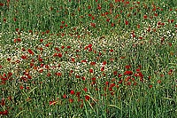 Greece, Lesvos: Blossoming poppies - Lesbos: coquelicots  11410