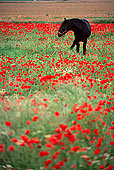 Tuscany, black horse & poppies - Toscane, cheval & coquelicots 12118