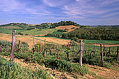 Tuscany, Chianti, vineyards - Toscane, Chianti, vignes  12142