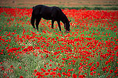 Tuscany, black horse & poppies - Toscane, cheval & coquelicots 12121