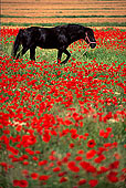Tuscany, black horse & poppies - Toscane, cheval & coquelicots 12119