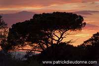 Pine trees, sunset, Tuscany - Pins parasol, Toscane -  it01011