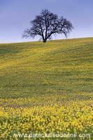 Rapeseed fields, Tuscany - Colza et arbres, Toscane - it01306