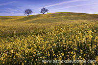 Rapeseed fields, Tuscany - Colza et arbres, Toscane - it01353