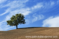 Lone tree, Tuscany - Arbre solitaire, Toscane - it01484