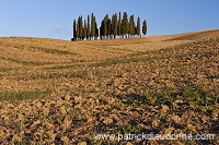 Cypress grove, Tuscany - Bosquet de cypres, Toscane - it01764