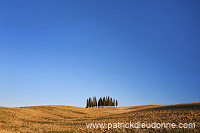 Cypress grove, Tuscany - Bosquet de cypres, Toscane - it01765