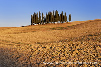 Cypress grove, Tuscany - Bosquet de cypres, Toscane - it01768