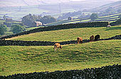 Swaledale (upper), Yorkshire NP, England -  Vallée de Swaledale 12803
