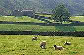 Swaledale (upper), Yorkshire NP, England -  Vallée de Swaledale 12804