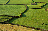 Swaledale; England, fields near Gunnister - Champs près Gunniste 12814