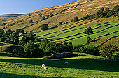 Swaledale (upper), Yorkshire NP, England -  Vallée de Swaledale 12828