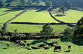 Wharfedale valley, Yorkshire NP, England -  Vallée de Wharfedale 12871