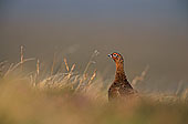 Grouse (red), Yorkshire Dales NP, England -  Lagopède d'Ecosse 11254