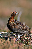 Grouse (red), Yorkshire Dales NP, England -  Lagopède d'Ecosse 11255
