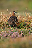 Grouse (red), Yorkshire Dales NP, England -  Lagopède d'Ecosse 12964