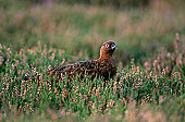 Grouse (red), Yorkshire Dales NP, England -  Lagopède d'Ecosse 12965