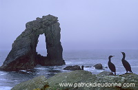 Foula: Gaada Stack & shags, Shetland - Gaada Stack, Foula 13103